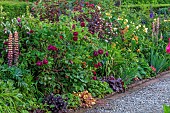 MORTON HALL GARDENS, WORCESTERSHIRE: BORDER, FLOWERS, BLOOMS OF LUPINUS MANHATTAN LIGHTS, PHYSOCARPUS OPULIFOLIUS LADY IN RED, LUPINS, ROSES, ROSA TUSCANY SUPERB, KITCHEN GARDEN