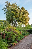MORTON HALL GARDENS, WORCESTERSHIRE: BORDER IN KITCHEN GARDEN WITH ROSES, ROSA ALISTER STELLA GREY GROWING OVER TREE, GRAVEL PATH