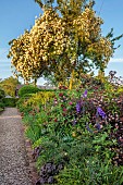 MORTON HALL GARDENS, WORCESTERSHIRE: BORDER IN KITCHEN GARDEN WITH ROSA TUSCANY SUPERB, PHYSOCARPUS LADY IN RED, ROSES, ROSA ALISTER STELLA GREY GROWING OVER TREE, GRAVEL PATH