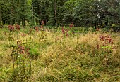 EVENLEY WOOD GARDEN, NORTHAMPTONSHIRE: RED FLOWERS OF LILY, LILIUM CLAUDE SHRIDE, JUNE, BULBS, LILIES, NATURALIZED, DRIFTS, SHADE, SHADY