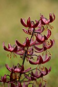 EVENLEY WOOD GARDEN, NORTHAMPTONSHIRE: RED FLOWERS OF LILY, LILIUM CLAUDE SHRIDE, JUNE, BULBS, LILIES, NATURALIZED