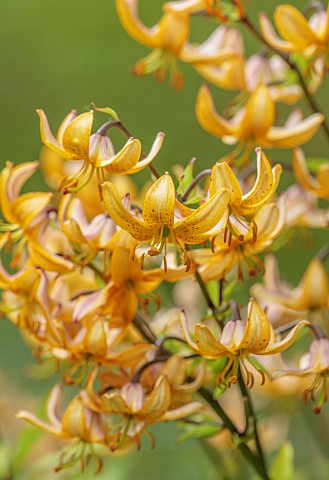 EVENLEY_WOOD_GARDEN_NORTHAMPTONSHIRE_PALE_YELLOW_CREAM_FLOWERS_OF_LILY_LILIUM_MRS_R_O_BACKHOUSE_JUNE