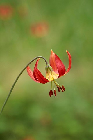 EVENLEY_WOOD_GARDEN_NORTHAMPTONSHIRE_YELLOW_RED_FLOWERS_OF_LILY_LILIUM_GARDEN_SOCIETY_JUNE_BULBS_LIL