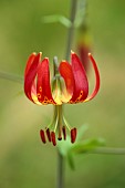 EVENLEY WOOD GARDEN, NORTHAMPTONSHIRE: YELLOW, RED FLOWERS OF LILY, LILIUM GARDEN SOCIETY, JUNE, BULBS, LILIES