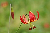 EVENLEY WOOD GARDEN, NORTHAMPTONSHIRE: YELLOW, RED FLOWERS OF LILY, LILIUM GARDEN SOCIETY, JUNE, BULBS, LILIES