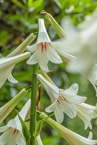 EVENLEY_WOOD_GARDEN_NORTHAMPTONSHIRE_CREAM_WHITE_FLOWERS_OF_GIANT_HIMALAYAN_LILY_CARDIOCRINUM_GIGANT