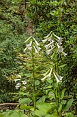 EVENLEY WOOD GARDEN, NORTHAMPTONSHIRE: CREAM, WHITE FLOWERS OF GIANT HIMALAYAN LILY, CARDIOCRINUM GIGANTEUM, JUNE, BULBS, LILIES