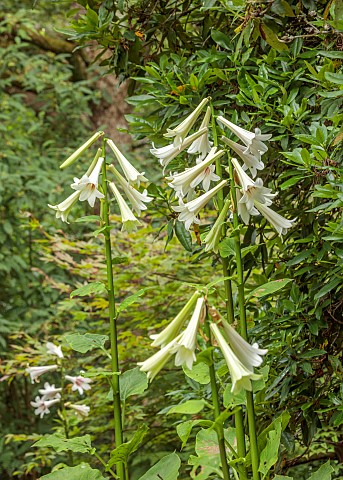 EVENLEY_WOOD_GARDEN_NORTHAMPTONSHIRE_CREAM_WHITE_FLOWERS_OF_GIANT_HIMALAYAN_LILY_CARDIOCRINUM_GIGANT
