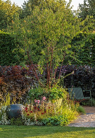 HAMPTON_COURT_2023_DESIGNER_LUCY_TAYLOR_TRADITIONAL_TOWNHOUSE_GARDEN_CONTAINERS_MULTISTEMMED_PRUNUS_