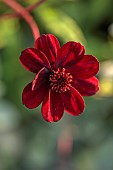 HAMPTON COURT 2023: DESIGNER LUCY TAYLOR, CLOSE UP OF DARK RED FLOWER OF COSMOS ATROSANGUINEUS, CHOCOLATE COSMOS, ANNUALS, FLOWERING, BLOOMS, BLOOMING, JULY