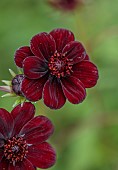 HAMPTON COURT 2023: DESIGNER LUCY TAYLOR, CLOSE UP OF DARK RED FLOWER OF COSMOS ATROSANGUINEUS, CHOCOLATE COSMOS, ANNUALS, FLOWERING, BLOOMS, BLOOMING, JULY