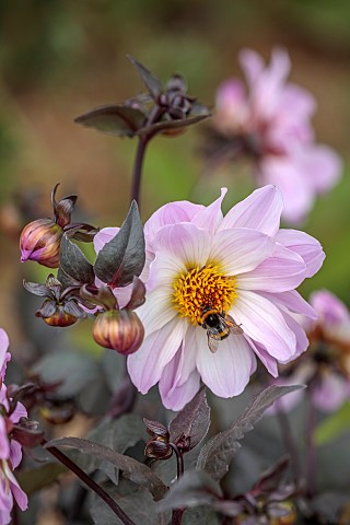 HAMPTON_COURT_2023_DESIGNER_LUCY_TAYLOR_PINK_WHITE_FLOWERS_OF_DAHLIA_BISHOP_OF_LEICESTER_PERENNIALS_