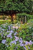 MORTON HALL GARDENS, WORCESTERSHIRE: BORDERS, JULY, SUMMER, COUNTRY, GARDEN, CLEMATIS VITICELLA EMILIA PLATER, DAWN, SUNRISE