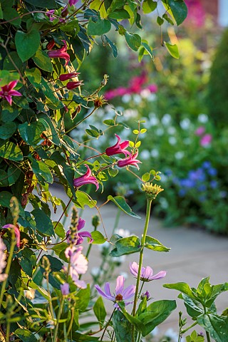 MORTON_HALL_WORCESTERSHIRE_CLOSE_UP_PLANT_PORTRAIT_OF_PINK_FLOWER_OF_CLEMATIS_TEXENSIS_PRINCESS_DIAN