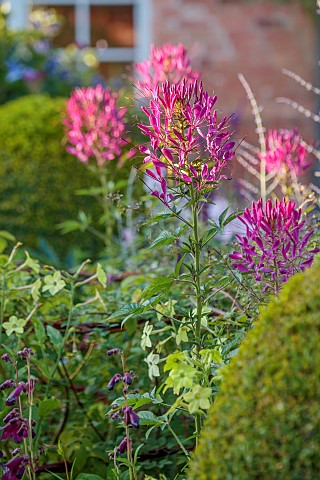 MORTON_HALL_WORCESTERSHIRE_CLOSE_UP_PLANT_PORTRAIT_OF_THE_PINK_PURPLE_FLOWERS_OF_CLEOME_SPINOSA_VIOL