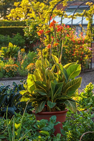 MORTON_HALL_GARDENS_WORCESTERSHIRE_JULY_KICHEN_GARDENS_POTAGER_VEGETABLE_CONTAINER_CABBAGES_ARCH_CAN
