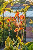 MORTON HALL GARDENS, WORCESTERSHIRE: JULY, KICHEN GARDENS, POTAGER, VEGETABLE, CONTAINER, CANNA TROPICANA GOLD