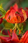 MORTON HALL, WORCESTERSHIRE: CLOSE UP PLANT PORTRAIT OF RED, ORANGE, YELLOW FLOWERS OF LILIUM PARDALINUM. BULBS, SUMMER, PATTERNED, LILLIES, LILIES, LILY, LILLY, PATTERNS, SPECKLED
