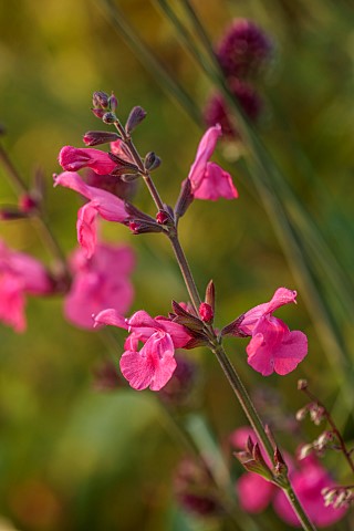 MORTON_HALL_WORCESTERSHIRE_CLOSE_UP_PLANT_PORTRAIT_OF_PINK_FLOWERS_OF_SALVIA_PENNYS_SMILE_SAGE_PEREN