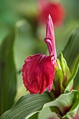 RED FLOWER OF ROSCOEA HARVINGTON IMPERIAL, BLOOMS, BLOOMING, PERENNIALS, JULY