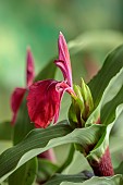 RED FLOWER OF ROSCOEA HARVINGTON IMPERIAL, BLOOMS, BLOOMING, PERENNIALS, JULY