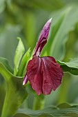 RED FLOWER OF ROSCOEA HARVINGTON PENNY, BLOOMS, BLOOMING, PERENNIALS, JULY