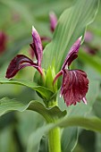 RED FLOWER OF ROSCOEA HARVINGTON PENNY, BLOOMS, BLOOMING, PERENNIALS, JULY