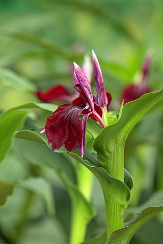 RED_FLOWER_OF_ROSCOEA_HARVINGTON_PENNY_BLOOMS_BLOOMING_PERENNIALS_JULY