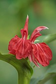 DARK RED FLOWER OF ROSCOEA HARVINGTON BETHANY, BLOOMS, BLOOMING, PERENNIALS, JULY
