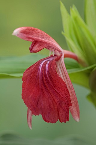 DARK_RED_FLOWER_OF_ROSCOEA_HARVINGTON_BETHANY_BLOOMS_BLOOMING_PERENNIALS_JULY