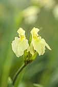 PALE YELLOW FLOWER OF ROSCOEA MOPHEAD, BLOOMS, BLOOMING, PERENNIALS, JULY