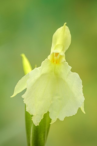 PALE_YELLOW_FLOWER_OF_ROSCOEA_MOPHEAD_BLOOMS_BLOOMING_PERENNIALS_JULY