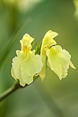 PALE YELLOW FLOWER OF ROSCOEA MOPHEAD, BLOOMS, BLOOMING, PERENNIALS, JULY