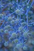 SEASIDE GARDEN , KENT: DESIGNER DECLAN BUCKLEY: PURPLE, BLUE FLOWERS OF PEROVSKIA BLUE SPIRE, PERENNIALS