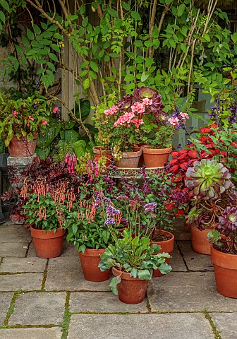 PATTHANA_GARDEN_IRELAND_COURTYARD_TERRACOTTA_CONTAINERS_POTS_PATIO_ORANGE_FLOWERS_BLOOMS_PHYGELIUS_A