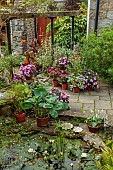 PATTHANA GARDEN, IRELAND: COURTYARD, TERRACOTTA CONTAINERS, POTS, PATIO, POOL, POND, WATER, HOSTAS IN CONTAINERS, IMPATIENS, BUSY LIZZIES, FOLIAGE, LEAVES