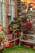 PATTHANA GARDEN, IRELAND: POTTING SHED, OUTBUILDING, GERANIUMS IN TERRACOTTA CONTAINERS, WOODEN BENCH, SEAT, BEGONIA REX