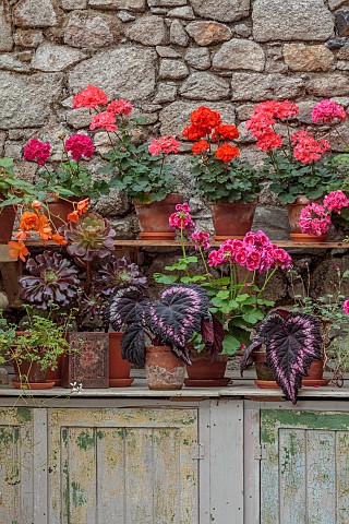 PATTHANA_GARDEN_IRELAND_POTTING_SHED_OUTBUILDING_GERANIUMS_IN_TERRACOTTA_CONTAINERS_SEAT_BEGONIA_REX