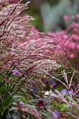 PATTHANA GARDEN, IRELAND: PURPLE, GREY FLOWERS OF MISCANTHUS SINENSIS FLAMINGO, ORNAMENTAL GRASSES