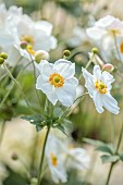PATTHANA GARDEN, IRELAND: WHITE FLOWERS OF JAPANESE ANEMONES, ANEMONE X HYBRIDA HONORINE JOBERT, PERENNIALS