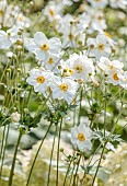 PATTHANA GARDEN, IRELAND: WHITE FLOWERS OF JAPANESE ANEMONES, ANEMONE X HYBRIDA HONORINE JOBERT, PERENNIALS