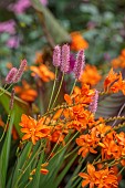 PATTHANA GARDEN, IRELAND: ORANGE FLOWES OF CROCOSMIA AND PINK FLOWERS OF SANGUISORBA, SUMMER, FLOWERING, PERENNIALS