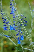 STOCKCROSS HOUSE, BERKSHIRE: BLUE FLOWERS OF SAGE, SALVIA SAGITTATA X BLUE BUTTERFLIES, PERENNIALS