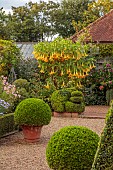EAST RUSTON OLD VICARAGE GARDEN, NORFOLK: DUTCH GARDEN, AUGUST, GRAVEL, CLIPPED BOX PARTERRE, CLIPPED TOPIARY KING HOLLY, BRUGMANSIA IN CONTAINERS