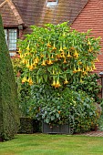 EAST RUSTON OLD VICARAGE GARDEN, NORFOLK: THE KINGS WALK, AUGUST, BRUGMANSIA IN CONTAINERS, LAWN