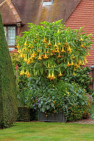 EAST_RUSTON_OLD_VICARAGE_GARDEN_NORFOLK_THE_KINGS_WALK_AUGUST_BRUGMANSIA_IN_CONTAINERS_LAWN