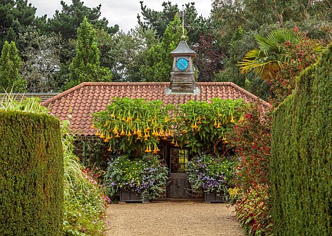 EAST_RUSTON_OLD_VICARAGE_GARDEN_NORFOLK_THE_OLD_TEAROOM_GRAVEL_YELLOW_FLOWERED_BRUGMANSIA_IN_CONTAIN