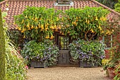 EAST RUSTON OLD VICARAGE GARDEN, NORFOLK: THE OLD TEAROOM, GRAVEL, YELLOW FLOWERED BRUGMANSIA IN CONTAINERS