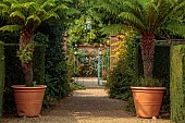 EAST RUSTON OLD VICARAGE GARDEN, NORFOLK: GRAVEL DRIVE, TREE FERNS IN CONTAINERS, ORNATE GATE, DICKSONIA ANTARCTICA
