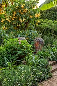EAST RUSTON OLD VICARAGE GARDEN, NORFOLK: THE KINGS WALK, AUGUSTERRACOTTA CONTAINERS, GIANT YELLOW FLOWERING BRUGMANSIAS, STEPS